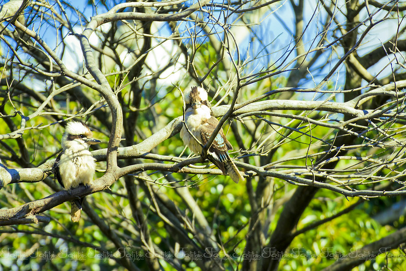 A couple of kookaburras