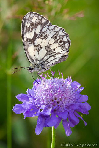 flowers butterfly fiori insetti bielmonte oasizegna farfalle panoramicazegna beppeverge