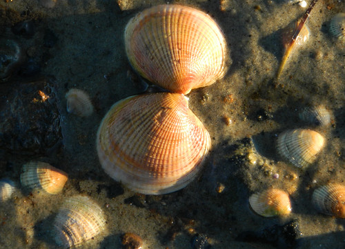 light newzealand holiday wet water seashells outside sand nikon treasure outdoor shell nz beaches coolpix seashell aotearoa myfavoritethings mollusk beachtreasure nikoncoolpixl120