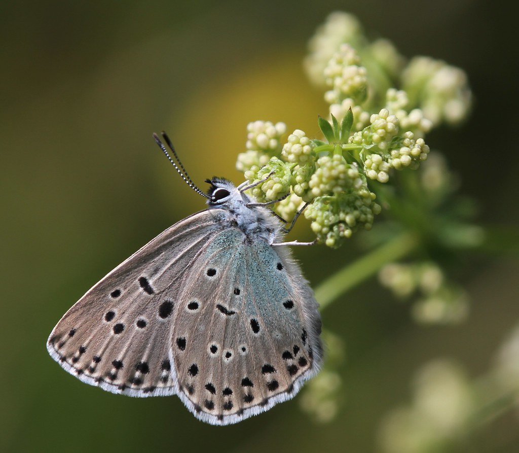 Large Blue (Maculinea arion)