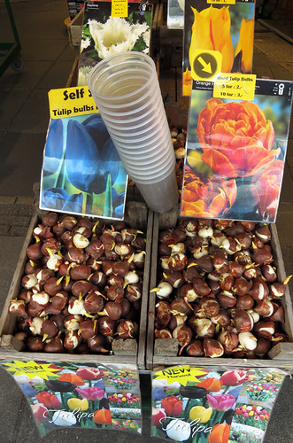 Tulip Bulbs for Sale in the Flower Market in Amsterdam, Holland