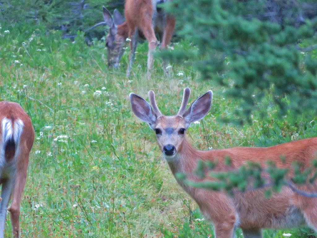 Deer visting a meadow behind our campsite
