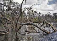 Up-Swamp