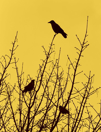 aberdeen bird tree silhouette sunset sunrise