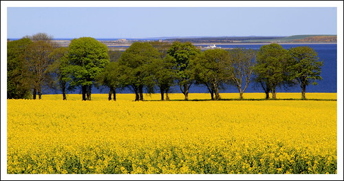point scotland blossom scottish rape fields blackisle chanonry oilseed rossshire