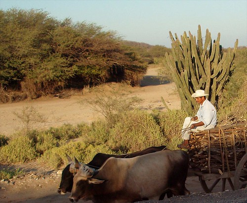 people latinamerica animals cowboys forest cacti mexico landscapes flickr cows hats oaxaca mammals 2007 mex huaves gpsapproximate