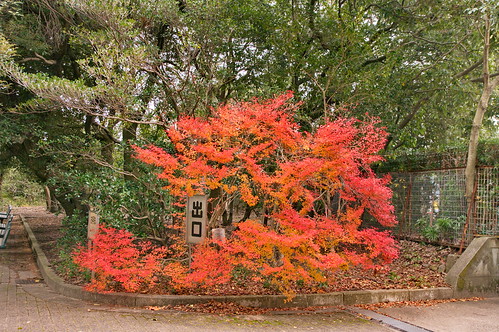 【写真】2012 紅葉 : 京都府立植物園/2019-04-01/IMGP8449