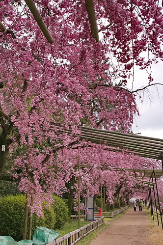 【写真】2013 桜 : 半木の道/2021-11-05/IMGP9477