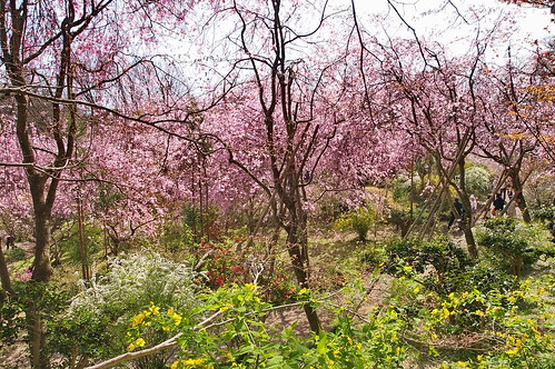 【写真】2013 桜 : 原谷苑（２）/2021-02-05/IMGP9999