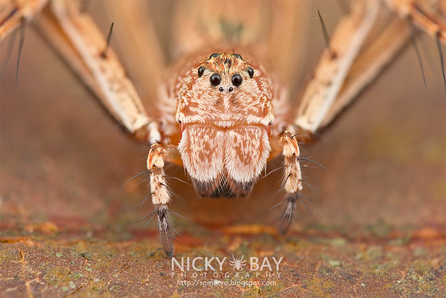 Lynx Spider (Oxyopidae) - DSC_1994