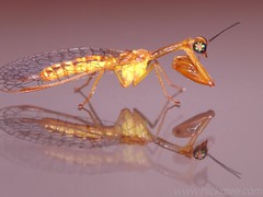 Mantidfly - Family Mantispidae