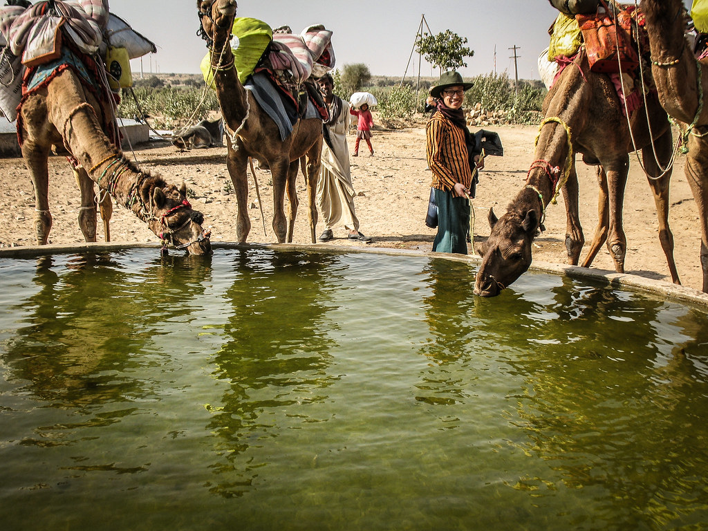 Camel's Drinking Water