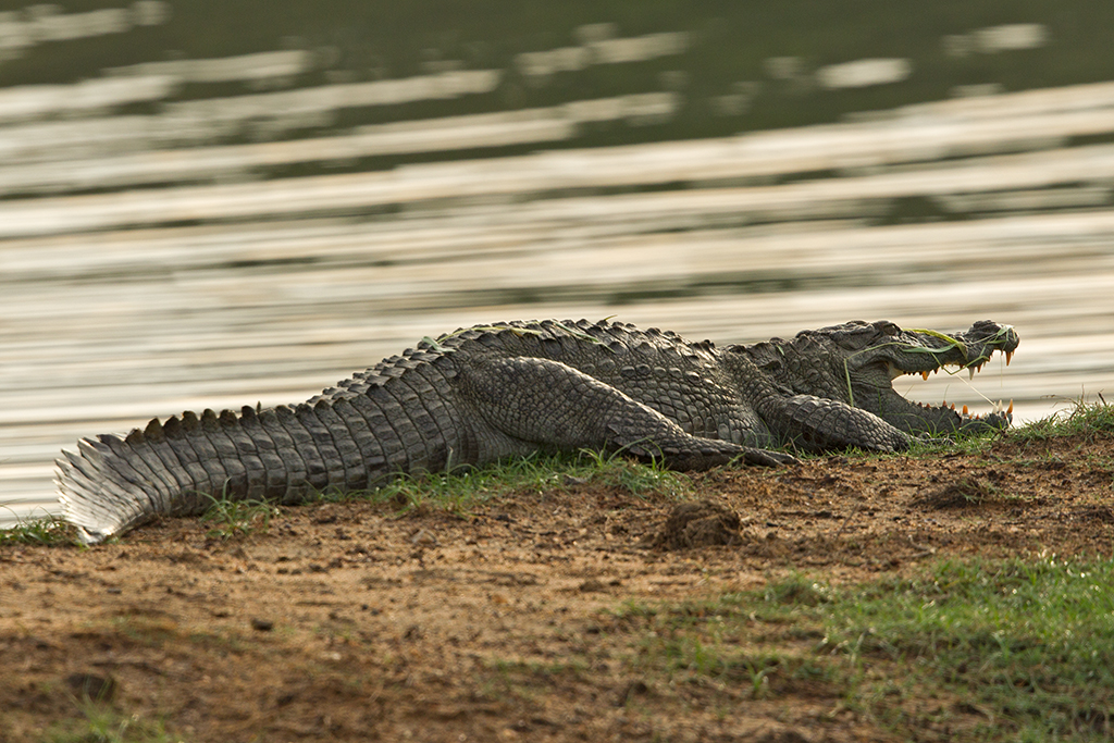 Crocodile  Sri Lanka  2013-11-27