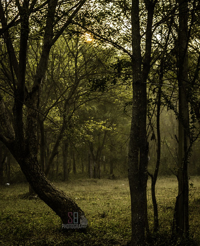 morning india tree canon hyderabad babu t3i 600d babuji msbabu sathisbabu msbabuji sathisbabum sathisbabumurugesan