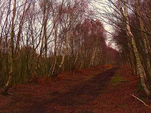 trees nature birding lakes reserve peat hatfield moors doncaster southyorks