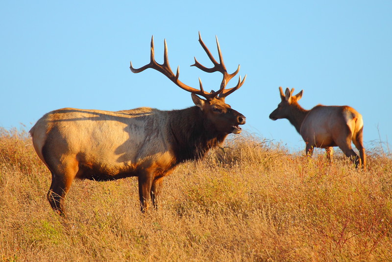 IMG_5081 Tule Elk