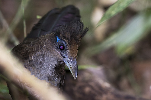 Panama: Rufous-vented Ground-Cuckoo