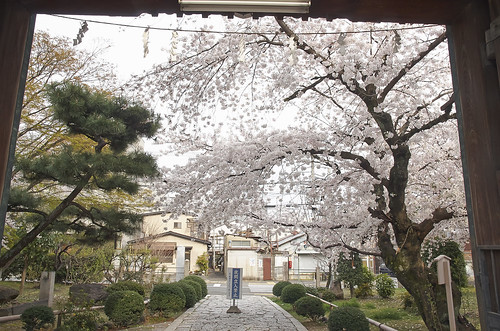 【写真】2014 桜 : 立本寺/2020-03-01/IMGP5746