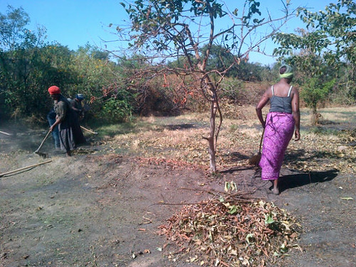 zambia 2013 treesftf agrforestry zambia2013