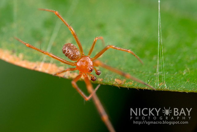 Comb-Footed Spider (Theridiidae) - DSC_0635