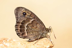 Satyrus actaea - Photo of Trausse