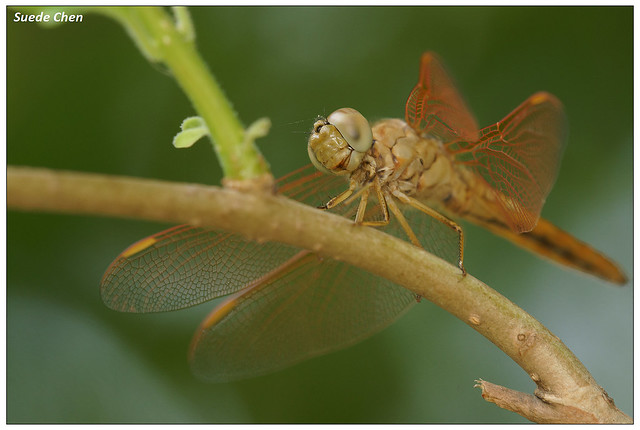 褐斑蜻蜓 Brachythemis contaminata (Fabricius, 1793)