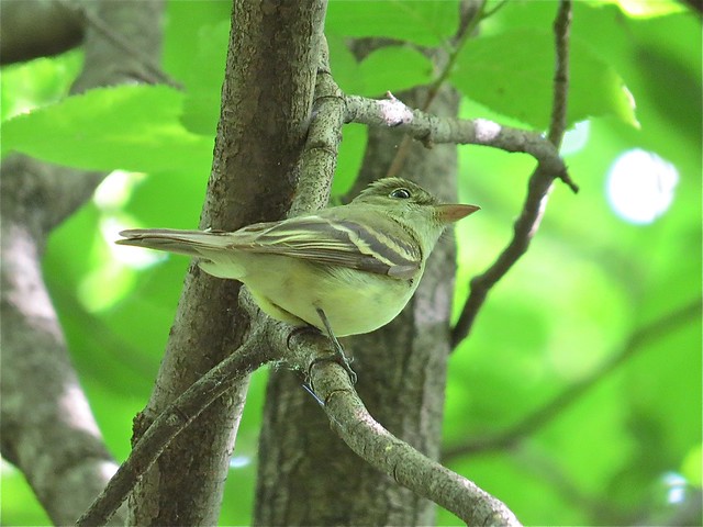 Acadian Flycatcher at Merwin Nature Preserve in McLean County, IL 01