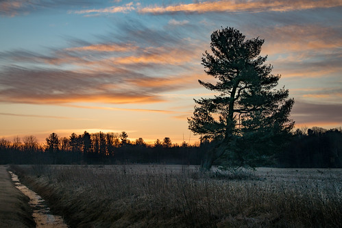 canoneos5dmarkiv ditch pine tree winter sunrise michigan midmichigan february field campo weeds amanecer