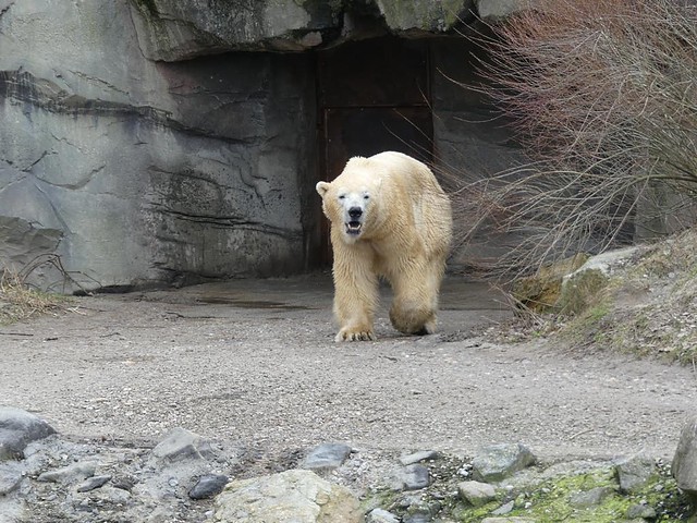 Nanuq, Zoo Hannover