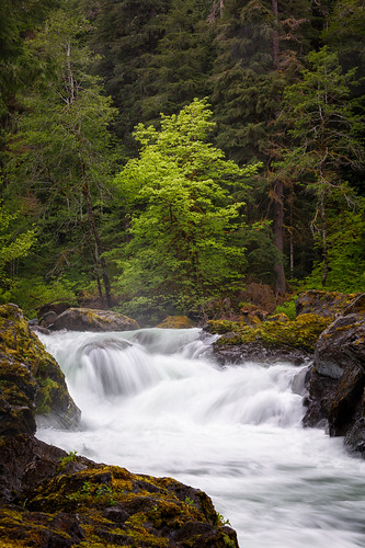 trees green nature wet forest canon river landscape outdoors photography waterfall washington nationalpark spring woods northwest olympicpeninsula falls pacificnorthwest olympicnationalpark solduc solducriver 2013 salmoncascades michaelriffle