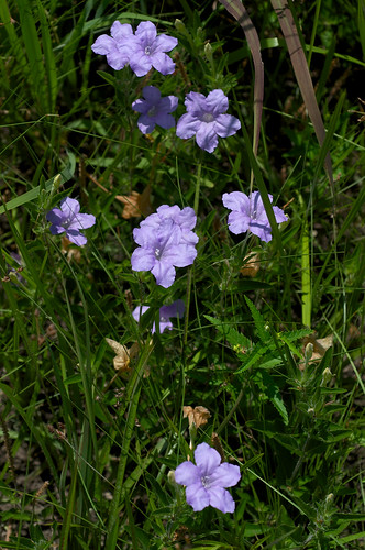 flower purple acanthaceae striped ruellia ruelliahumilis hairywildpetunia