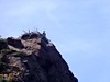 Scandola : un balbuzard pêcheur dans son nid