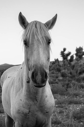wild horses usa mountains beautiful animals landscape freedom nikon desert lasvegas wildlife nevada mustang stallion d3200 coldcreek