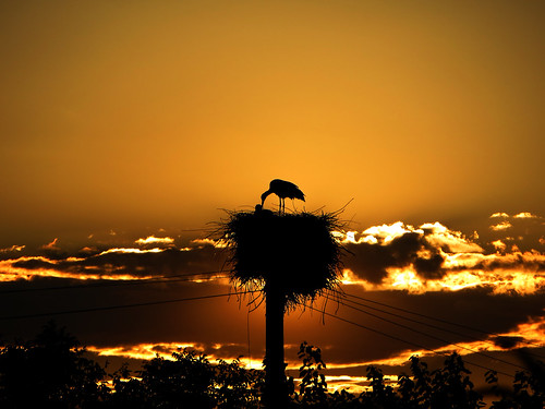 sunset italy bird nature italia day nest cloudy stork cegonha cigüeña friuli storch cigogne ooievaar fagagna cicogna oasideiquadris feagne