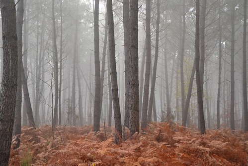 autumn trees france fog forest automne nebel herbst arbres brouillard forêt brume fougères moulière mygearandme mygearandmepremium flickrstruereflection1 flickrstruereflection2