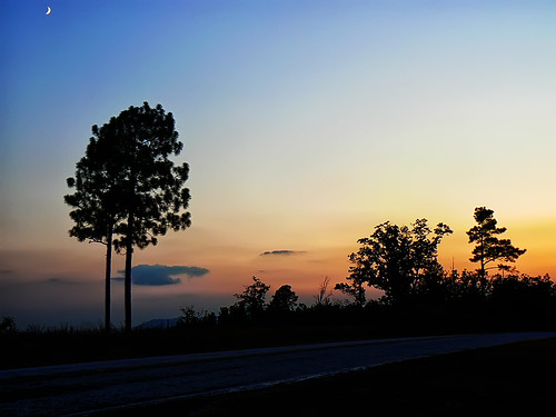 road sunset moon tree golden highway alabama silhouettes talladega