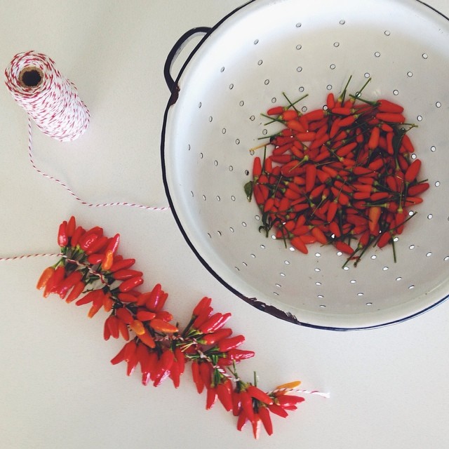 Tying chillis to dry and flicking through recipes for sweet chilli. Happy Saturday! #homegrown #veggiepatch #chillies
