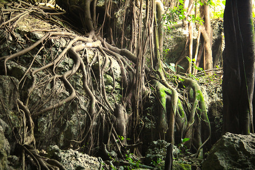 trees tree nature rock canon photography eos photo rocks earth cuba explore limestone cave saturno matanzas explored t2i santurn