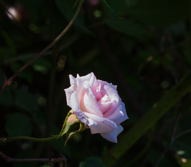 pink spring rose