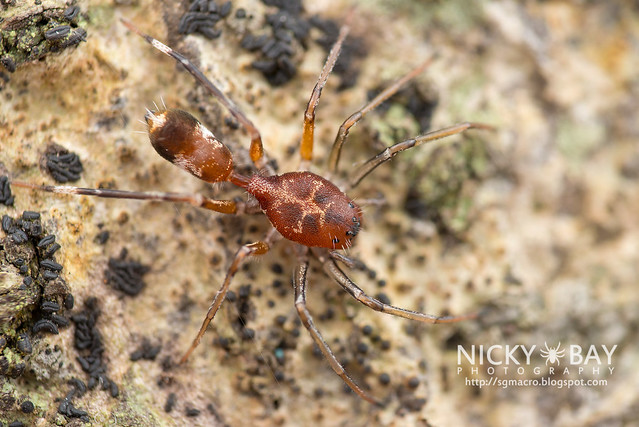 Ant-Like Sac Spider (Aetius sp.) - DSC_2252