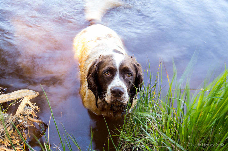 Max in the lake on Upton Heath