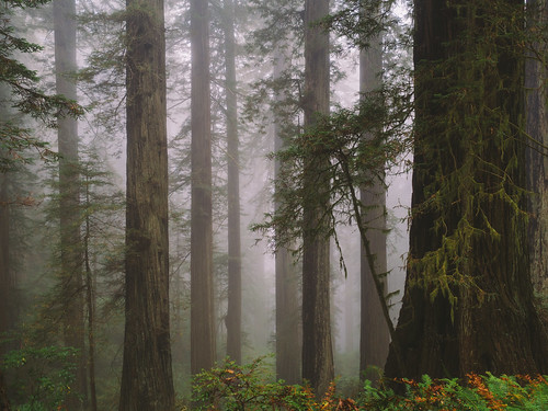 redwoods forest nature trees california fog mist scenic scenery vegetation plants olympusomdem5 olympusmzuiko17mmf18 microfourthirds johnwestrock