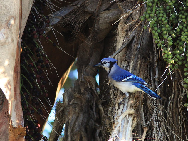 Blue Jay on Royal Palm 20140127