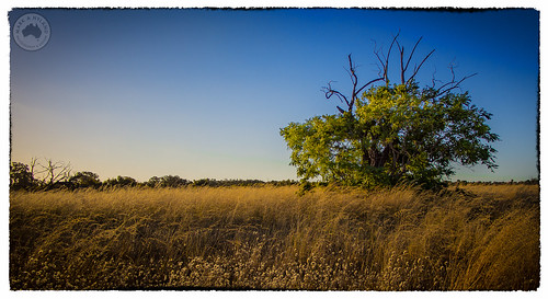 blue sunset sky tree grass landscape twilight perth westernaustralia wanneroo yellagonga