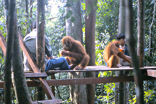 travel sumatra indonesia geotagged asia southeastasia orangutan ape primate canoscan 1990 slidescan sumatera bukitlawang bohorok geomapped lindadevolder