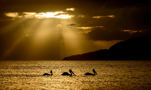 light sea sky pelicans birds clouds sunrise dawn australia queensland tropics
