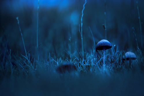 blue nature forest landscape mushrooms magic ilobsterit enricodot