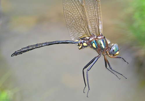 insect dragonfly emerald odonata anisoptera corduliidae plainsemerald somatochloraensigera