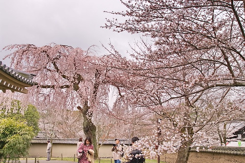 【写真】2013 桜 : 醍醐寺/2021-10-20/IMGP9048