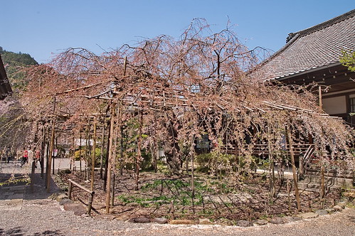 【写真】2013 桜 : 毘沙門堂/2021-03-09/IMGP9932